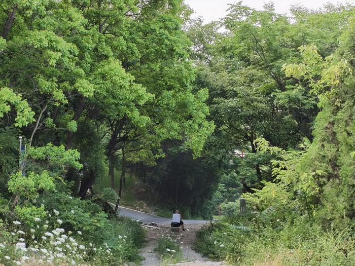 湖北襄阳岘山绿道:一棵树的沧桑与诉说