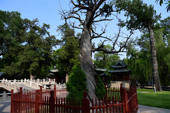 闲倚千年侧柏 细阅晋祠古树