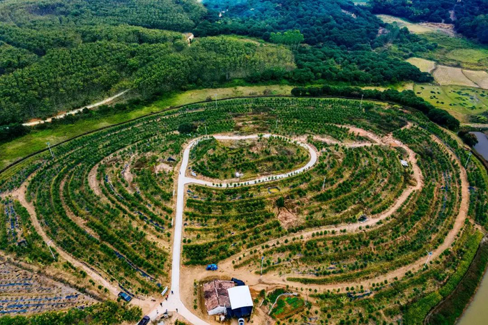 沉香种植基地（来源：茂名市农业农村局）