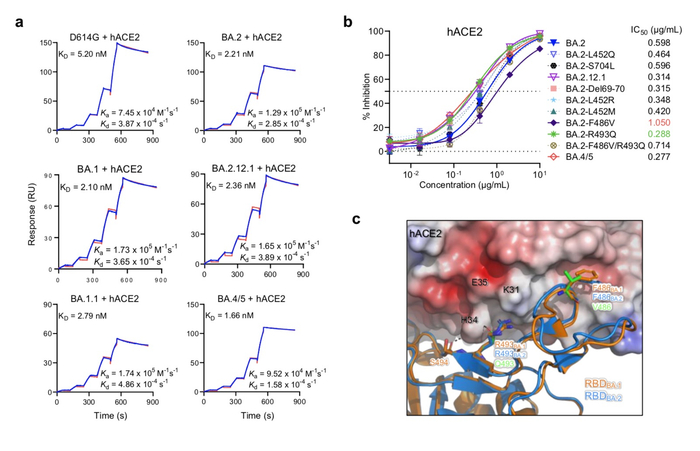 奥密克戎亚变体刺突蛋白对人ACE2 的亲和力。