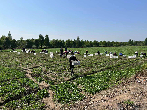 崇明生态农业有限公司基地。本文图片均为受访者 供图