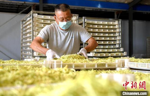 工作人员分拣金银花。 苗凤强 摄