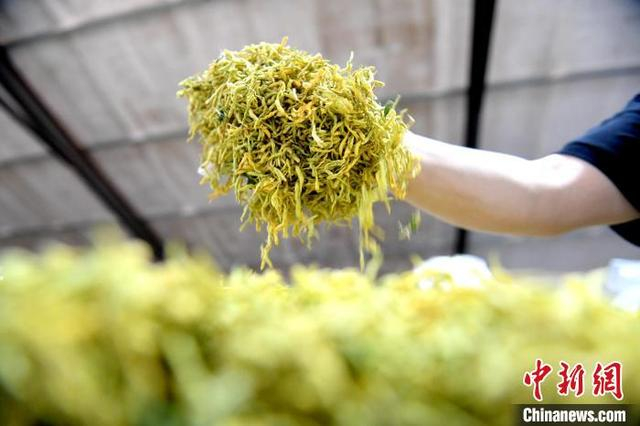 烘干后的金银花。 苗凤强 摄