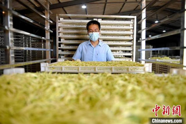工作人员推放盛满金银花的烘干盒。 苗凤强 摄