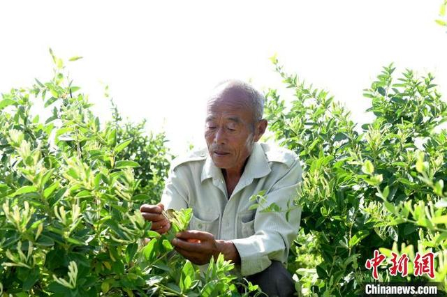 采摘金银花。 苗凤强 摄