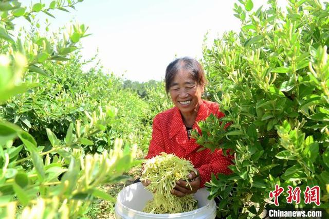 展示新采摘的金银花。 苗凤强 摄