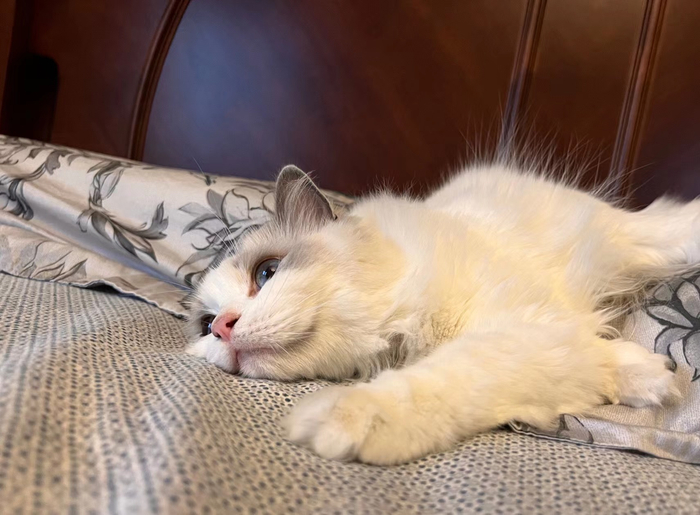 家里的小猫咪腰果说：我很想出门 腰果麻麻供图