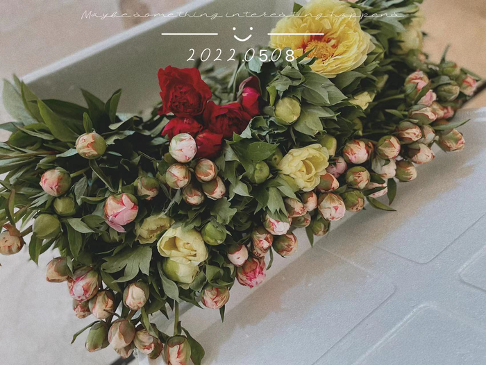 第一次做上海团长，和邻居一起团购的芍药 Didi供图