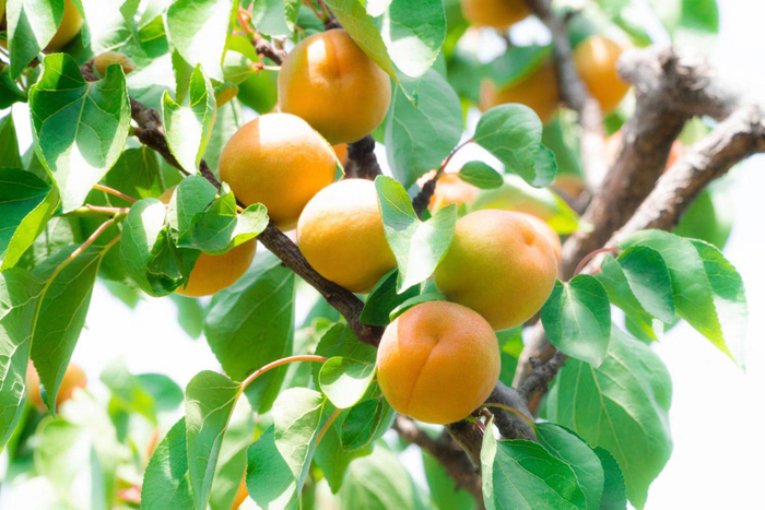 即将采收的北寨红杏。受访者供图