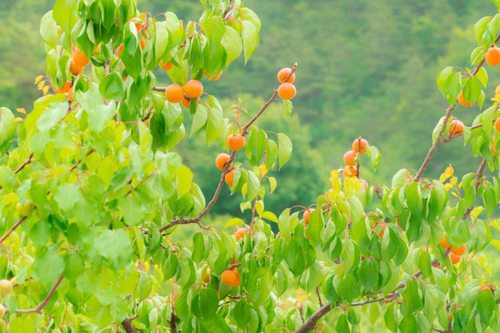 平谷北寨红杏挂满枝头。受访者供图