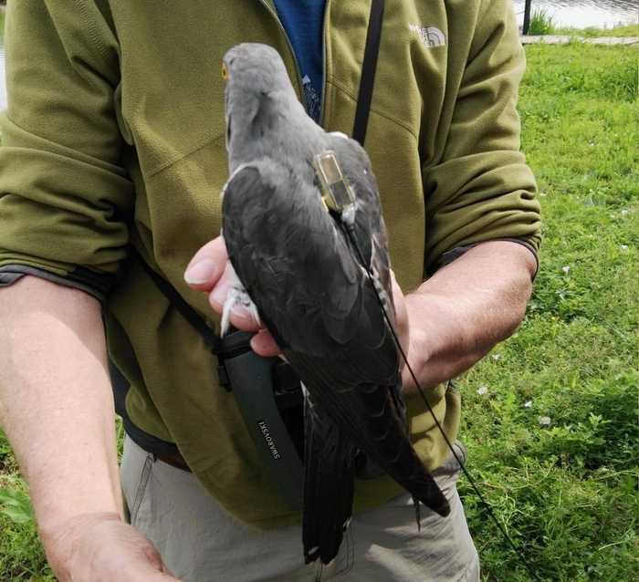 大杜鹃背上了卫星定位追踪器。受访者张勇供图