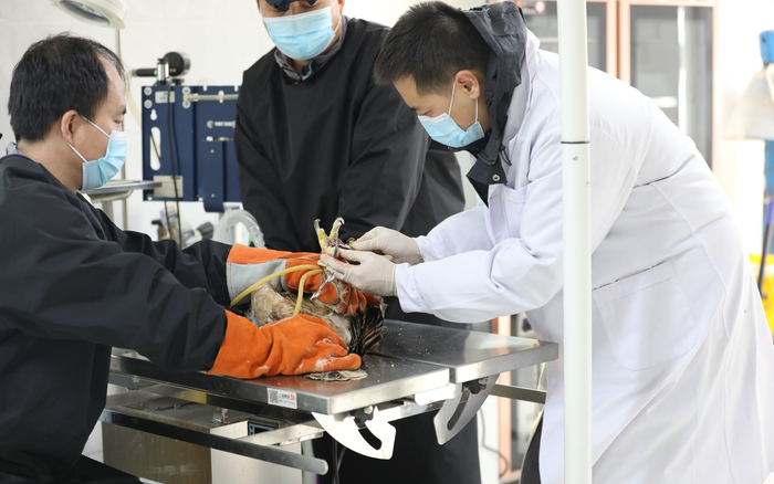 2022年2月，刘醴君（右一）在手术室为白肩雕治疗脚垫病。受访者供图