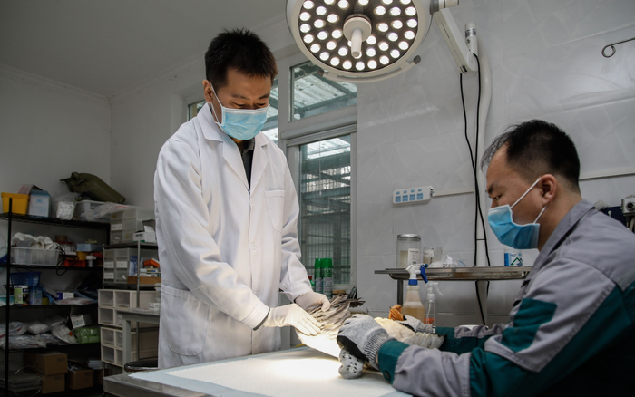 刘醴君（左一） 为一只斑头雁检查翅膀。受访者供图