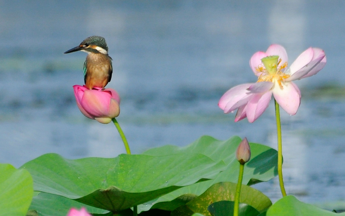 在汉石桥湿地拍摄的普通翠鸟。受访者张勇供图