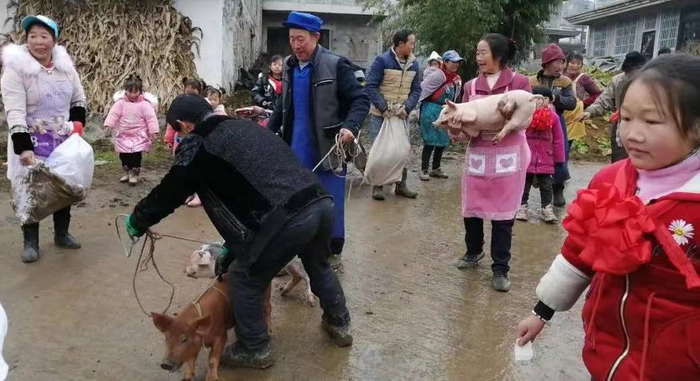 给优秀学生的小猪