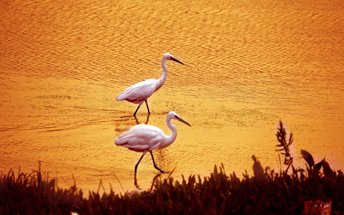 在北京市顺义区汉石桥湿地拍摄的小白鹭。受访者张勇供图