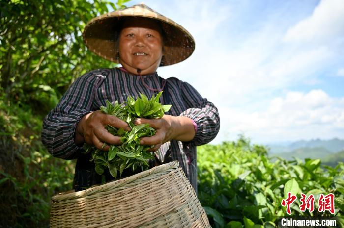 茶农展示白毫茶。　俞靖 摄