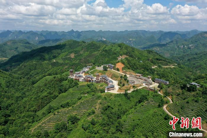 俯瞰凌云县茶山金字塔景区千亩生态白毫茶园。　俞靖 摄