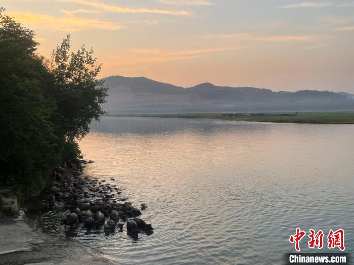 日落之时，牛儿们游回归栏。　祝欢 摄