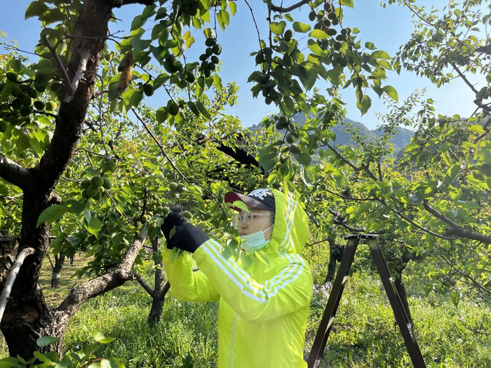 北寨科技小院研究生王紫琦观察红杏长势。受访者供图