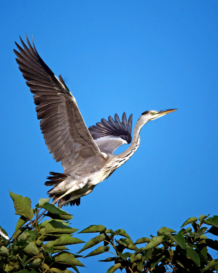 在汉石桥湿地拍摄的苍鹭。受访者张勇供图