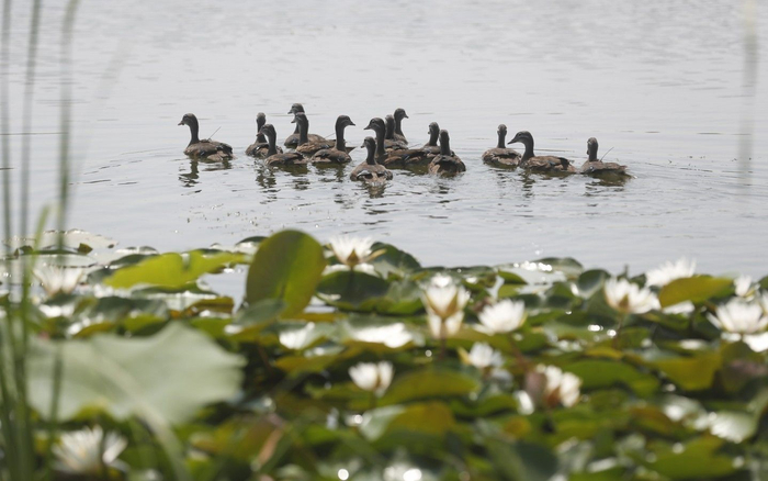 2021年7月8日，城市绿心森林公园，放生的鸳鸯在湖水中畅游觅食。新京报记者 侯少卿 摄