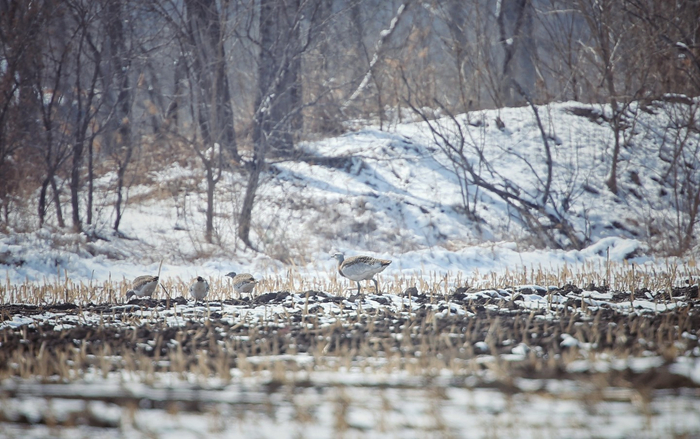 2022年3月19日，通州水南村，一场春雪过后，四只大鸨在雪地里觅食。新京报记者 薛珺 摄