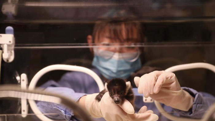 孙时奇照顾动物宝宝 参考资料：中国青年报