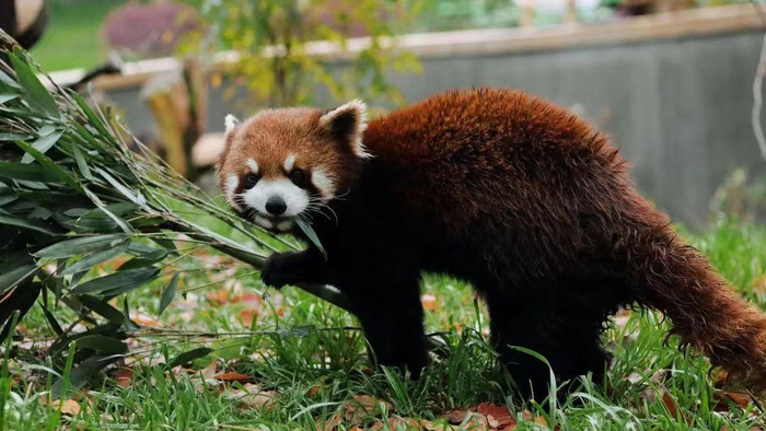 闭园期间，小熊猫展区改造完成。来源：上海动物园