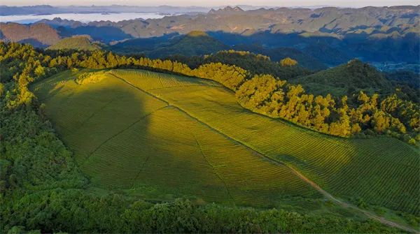 石阡县聚凤乡高坪茶厂。吴剑 摄