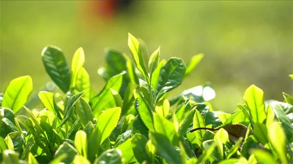 阳光下的石阡苔茶嫩叶。杨坤 摄