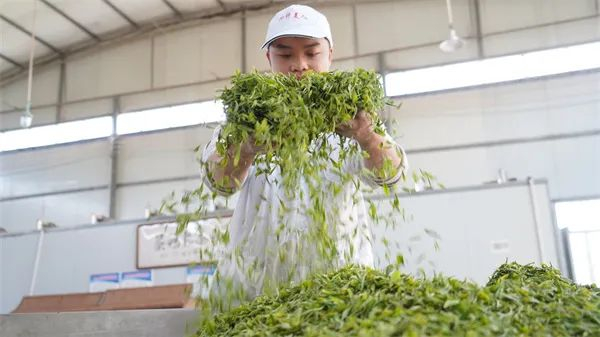 石阡县龙塘镇茶叶加工企业生产春茶。郭娇 摄