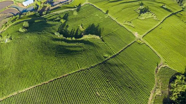 石阡县聚凤乡高坪茶厂。吴剑 摄