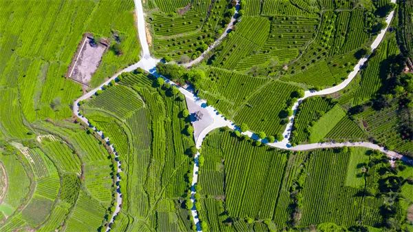 石阡县龙塘镇神仙庙村茶园。杨坤 摄