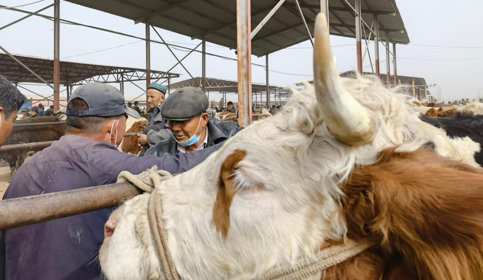 “牛羊巴扎”上准备交易的人正在商讨价格（3月22日摄）。新华社记者 何军 摄