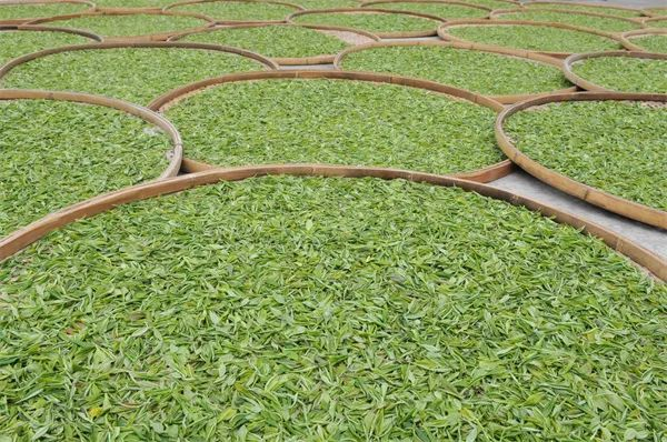 石阡县龙塘镇茶叶加工企业摊晒茶青。郭娇 摄