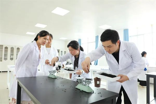 茶叶专家对石阡苔茶产品进行品质鉴定。郭娇 摄 