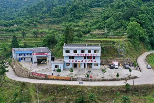 野生茶树散布在佛顶山深处的大坪村。吴剑 摄