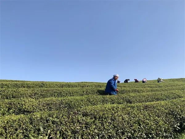 石阡县聚凤乡茶农在采摘茶青。胡星 摄