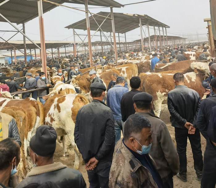 “牛羊巴扎”上人头攒动（3月22日摄）。新华社记者 何军 摄