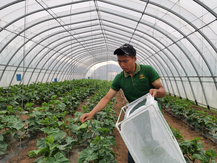 杨蕴龙在大棚里进行以虫治虫防治虫害