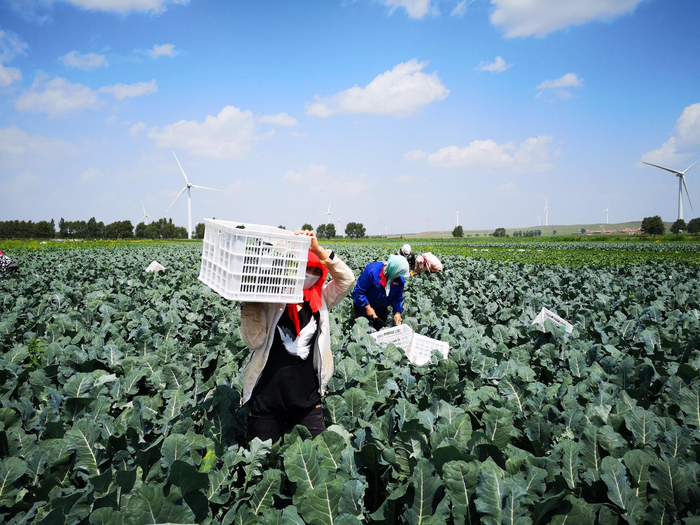 尚义农场当地工人正在采收新鲜蔬菜准备运往北京