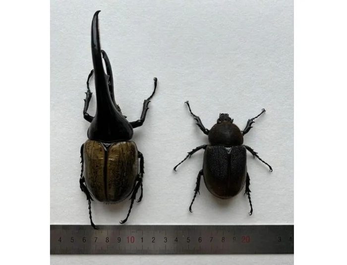 成都海关查获的活体甲虫 新华社 图