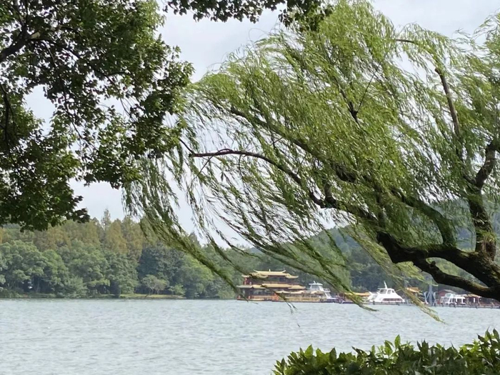 西湖之柳   单冷摄