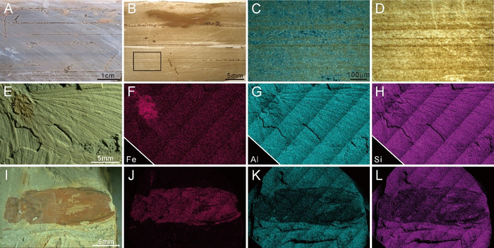 化石层沉积特征及化石表面元素分布
