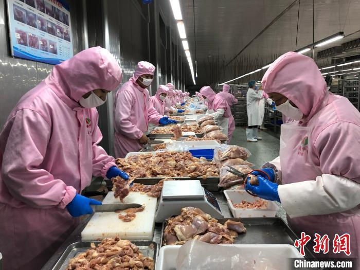 资料图：甘肃一白羽肉鸡屠宰车间。于晶 摄