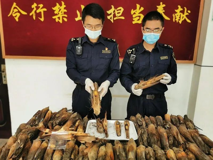 昆明海关截获检疫性有害生物 中国海关官网 图