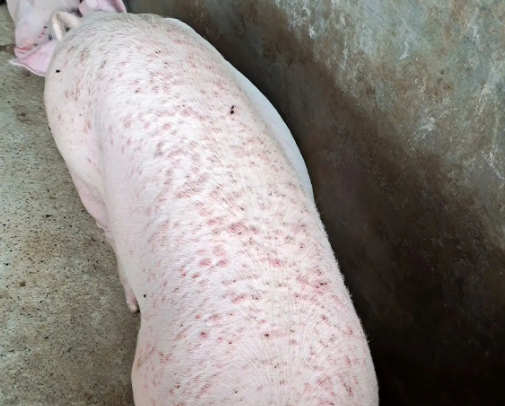 猪常见的皮肤病有哪些?猪各种皮肤病的症状和治疗,本文告诉你