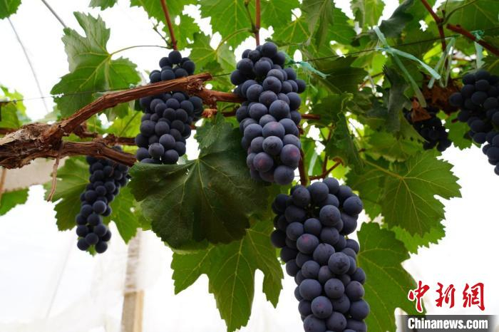 图为“夏黑”葡萄。　牟定县融媒体中心供图