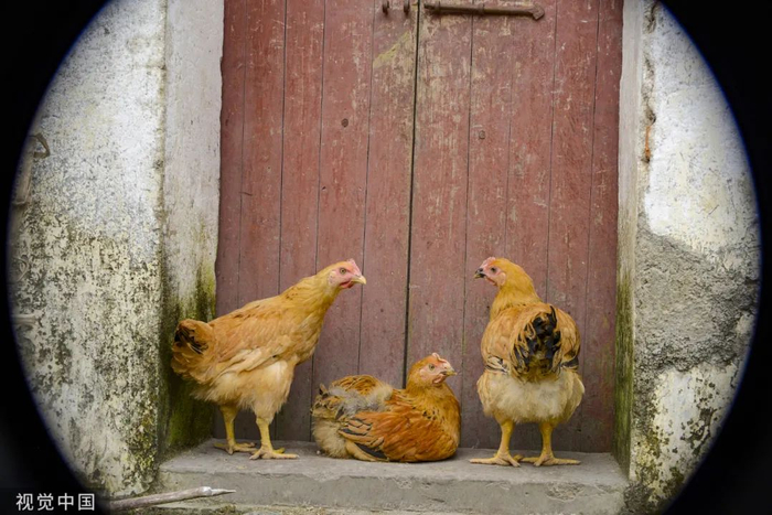 能俘获广东人的鸡，只有生前自由奔跑过的走地鸡。/视觉中国